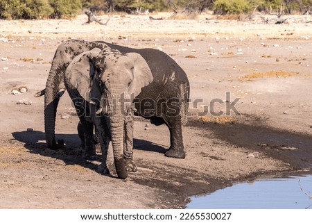 Telephoto shot of an african elephant near a waterhole in Etosha national park, Namibia.
