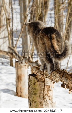 Grey brown small standing cat on wooden railing from tree branch and stump. Searching for path.