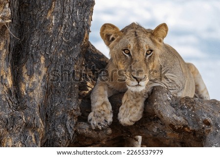 Lion releaxing on a tree in tanzania Mikumi Nationalpark  Royalty-Free Stock Photo #2265537979