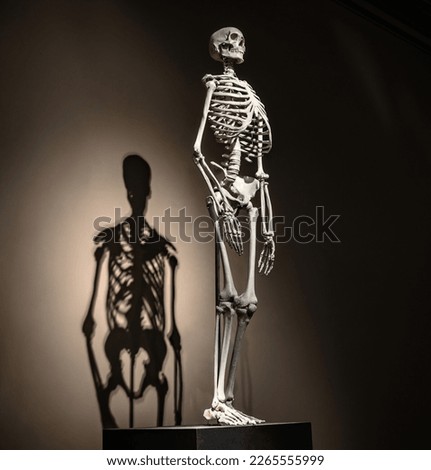 Skeleton of human being in full growth in museum Royalty-Free Stock Photo #2265555999