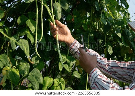 Farmers use smart phones to inspect yard long beans in yard long beans. organic vegetable garden Farmer's hand collecting ripe beans in the agricultural field.