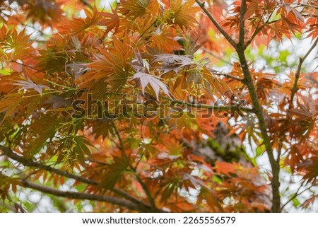 maple leaf red autumn sunset tree blurred background selective focus Royalty-Free Stock Photo #2265556579