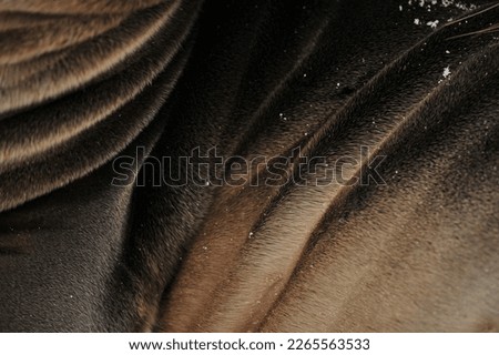 detail of seal skin and fur