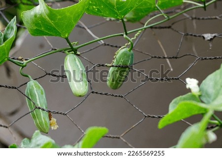 pictures of cucumbers on vine suspended with screen