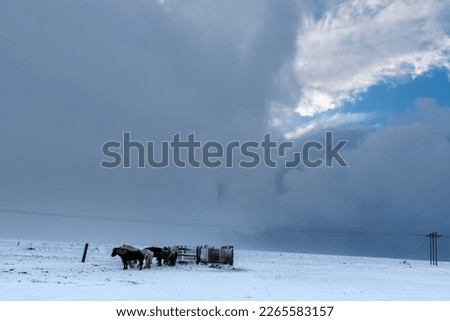 View of some typical Icelandic horses standing in a snow covered landscape in front of some basic shelter fencing with dark snow clouds in the sky