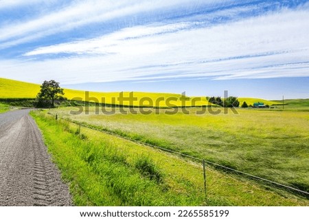 Lovely country road with Canola Farm