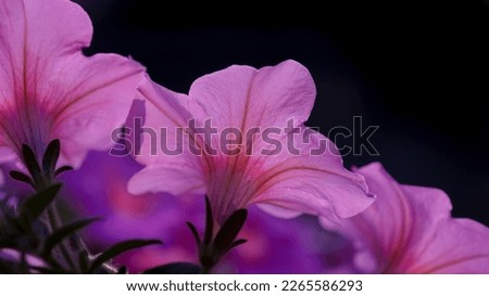 Beauty pink flowers on dark background.