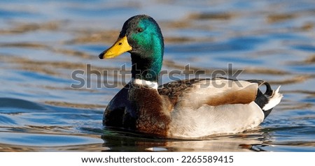 Birds and animals in wildlife concept. Amazing mallard duck family swims in lake or river with blue water                            