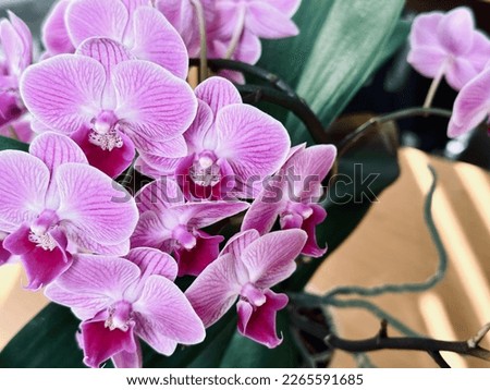 Beautiful pink and purple moon orchid on a blurred background