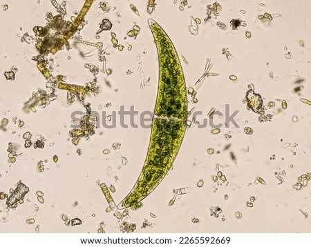 Freshwater Closterium algae (unicellular charophyte green algae) - optical microscope x200 magnification Royalty-Free Stock Photo #2265592669