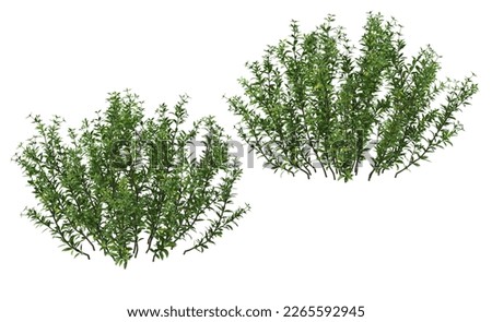 3D renders a variety of tropical plants on a white background with clipping path.