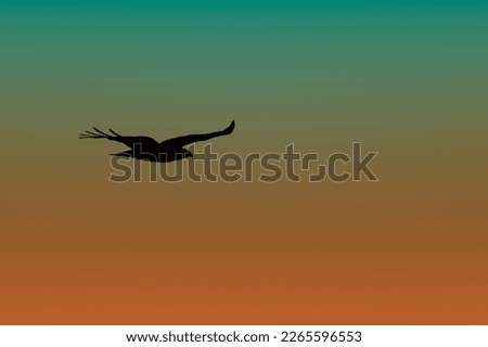 Silhouette of common buzzard in flight. Buteo buteo.