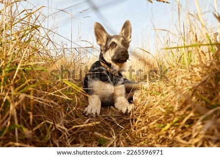 Dog German Shepherd on nature landscape in autumn or summer day Royalty-Free Stock Photo #2265596971