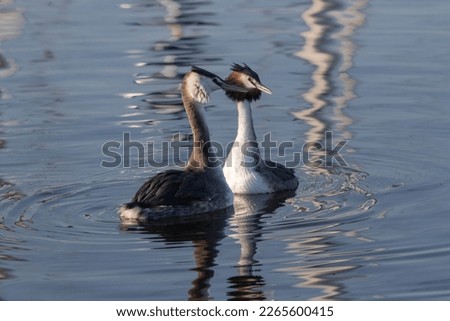 Great Crested Grebe (Podiceps cristatus), mating breeding pair, pair performing the penguin dance and a mutual presentation of nesting material, Enkhuizen , Holland