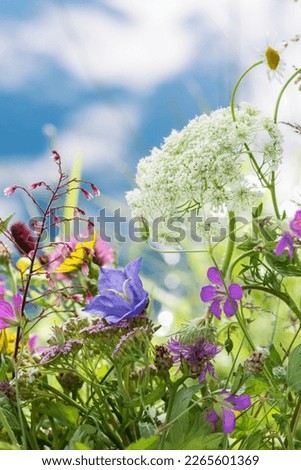 Meadow flowers  outdoors in sunny day on blue sky background, vivid wild flowers in meadow in countryside  in summertime, close up view Royalty-Free Stock Photo #2265601369