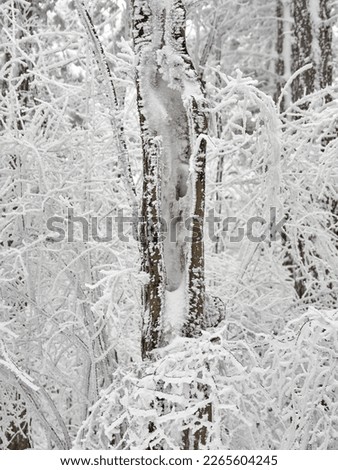 Winter wonderland snow trees forest