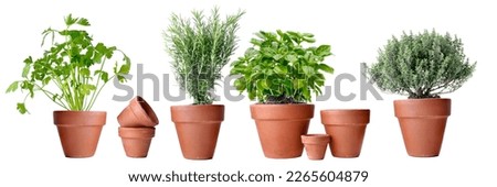 potted of aromatic plants in terra cotta pot on white background  Royalty-Free Stock Photo #2265604879