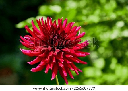 Close-up of a red dahlia in front of a green background.