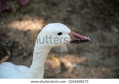 Cute white duck in nature makes people happy