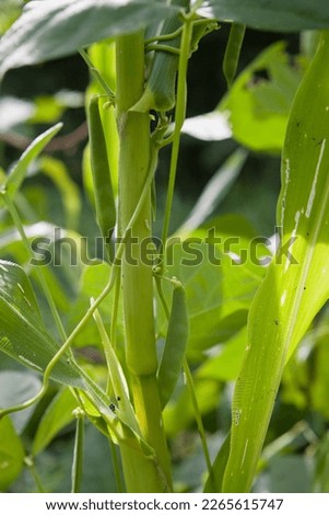 Three sisters companion planting  - beans with green pods climbing corn flower, pumpkins and squashes are shading the ground in the wild vegetable garden. Royalty-Free Stock Photo #2265615747