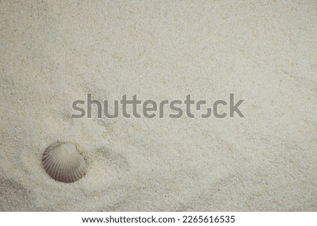 white shell lies in the fine-grained sand at the bottom left of the picture