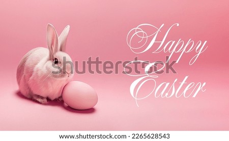 White Easter bunny with eggs on pink background isolated. Fluffy rabbit looks at the camera. Easter background. Signature on the picture - Happy Easter