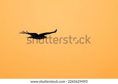 Silhouette of common buzzard in flight. Light orange background. Buteo buteo.
