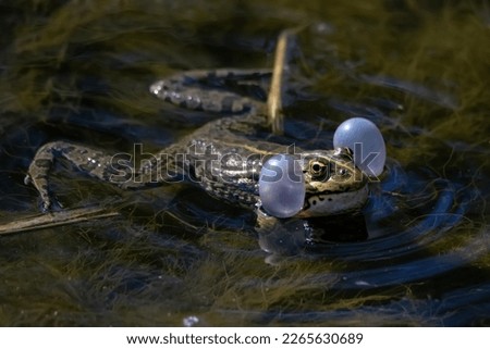 Marsh frog or Pelophylax ridibundus croaks in water. Mating behaviour Royalty-Free Stock Photo #2265630689