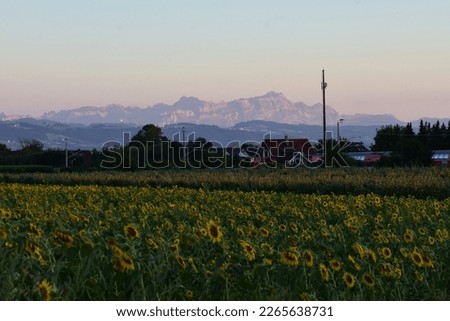 amazing rural scenery with sunflower field and a mountain background