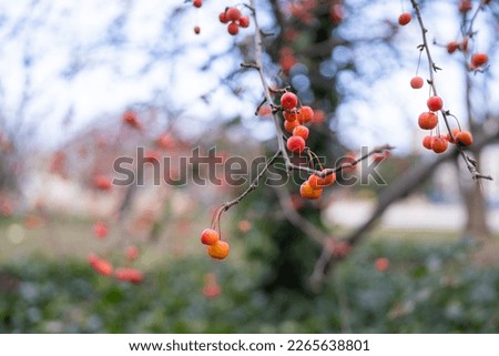 Plumleaf crab apple (Malus Prunifolia) branch with fruits in winter Royalty-Free Stock Photo #2265638801