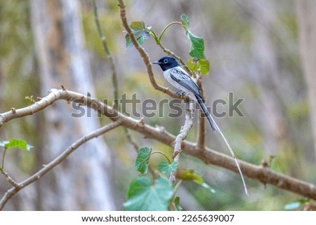 Beautiful bird Malagasy paradise flycatcher (Terpsiphone mutata), Male white phase, endemic species of bird in the family Monarchidae. Kirindy forest. Madagascar wildlife animal. Royalty-Free Stock Photo #2265639007