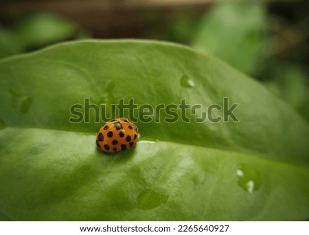 An orange and black ladybug on a green leaf in a backyard in the city of Campinas, state of São Paulo, Brazil