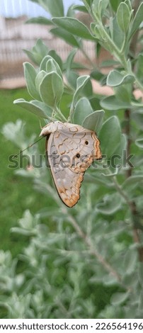 Butterfly with colorful wings on leaf