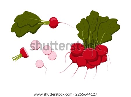 Collection of radishes. A bunch of radishes, a whole radish, a half, a slices of radishes. Isolated vegetable on a white background. Vector flat stickers. Royalty-Free Stock Photo #2265644127