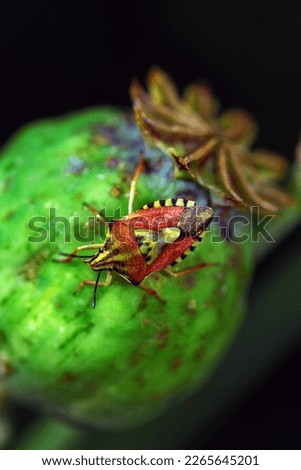 Centurion bug on a ripe poppy head
