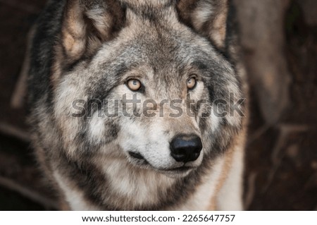 the beautiful picture of wolf