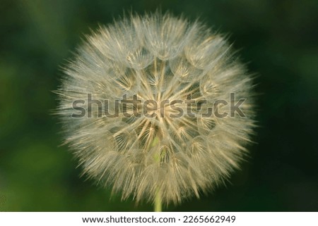 Nature background with Dandelion. Dandelion on a green background. Freedom to Wish. Abstract dandelion flower background. Seed macro closeup. Soft focus. Silhouette fluffy flower. Fragility