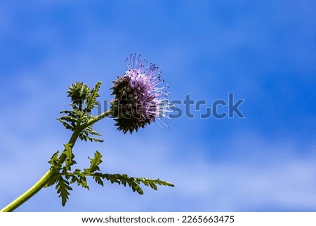 
insect flower, phacelia: at a time when we have to take better care of our environment, nature management is very important. This plant example is important for insects, especially bees