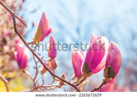 Magnolia tree branch with pink flowers in sunny day. Beautiful spring background