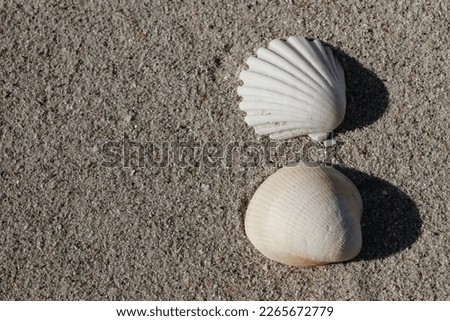 Closeup of white and beige scallops on golden sandy beach. Pilgrims shell. Beautiful conch. Summer vacation, tracel concept. Sea, ocean marine life. Mediterranean beauty in nature. Royalty-Free Stock Photo #2265672779