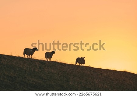 Sheep standing on dyke in sunset . High quality photo