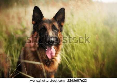 Portrait of a smart german shepherd dog among the green grass Royalty-Free Stock Photo #2265687623