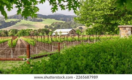Lush green grapevines and working barn on Napa Valley vineyard, California. Royalty-Free Stock Photo #2265687989