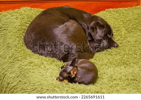 Two dogs are sleeping on a green blanket. A labrador dog is in focus, and a chihuahua is defocused.