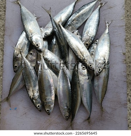 mackerel, fish that contain lots of high protein