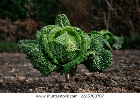 a single savoy cabbage in a field in february Royalty-Free Stock Photo #2265703707