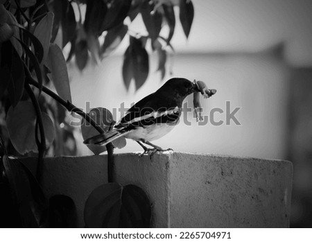 Oriental Magpie Hunting. Magpie kills a lizard house. bird. black and white. bird of prey. Thailand. pest control bird.