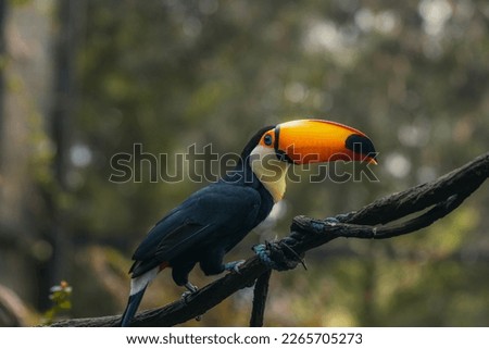 Curious toucan bird perched on wooden tree branch in the green planet zoo, Toucan bird perched on tree branch in zoo