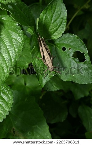 photo of a grasshopper looking for food in the early morning of the rainy season