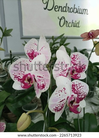 Orchids Flower Colorfull Beautifull Eye